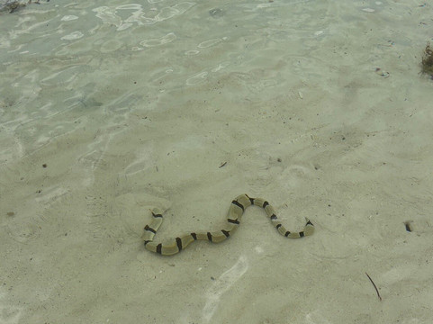 Anse Royale Beach-皇家沙滩必去景点
