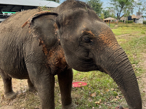 Phuket Elephant Nature Reserve-他朗必去景点