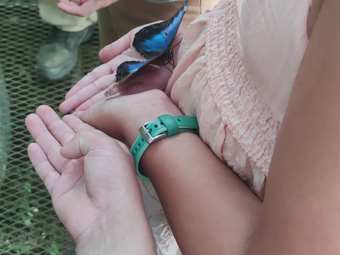 Butterfly Farm Vida de Colores-圣拉蒙必去景点