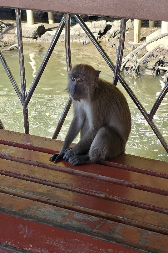 Langkawi Mangrove Night Safari-兰卡威必去景点