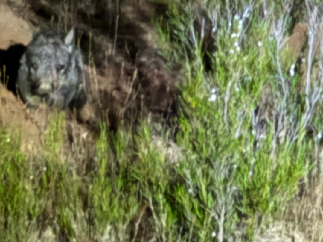 Proud Mary - Murray River Day Cruises-Murray Bridge必去景点