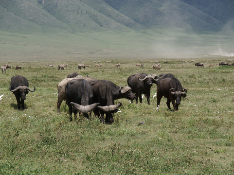 Hors Pistes Voyages-阿鲁沙必去景点