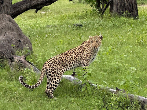 Shangana Safaris Okavango Botswana-马翁必去景点