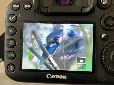Jose's Crocodile River Tour-Tarcoles必去景点