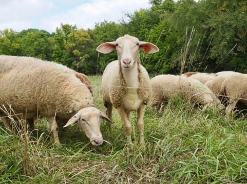 Green Dirt Farm-Weston必去景点
