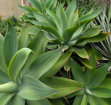 Finca Dracula-Cerro Punta必去景点