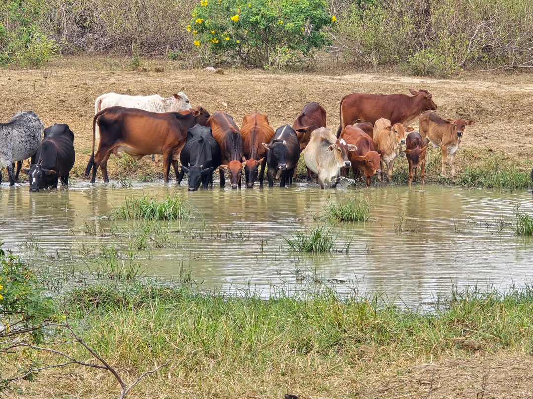 Bundala Wings And Wild Guilde Tours-Hambantota必去景点