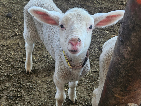 Rancho San Josemaría-克雷塔罗必去景点