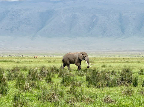 Serengeti Silence - A Tour Operator-阿鲁沙必去景点