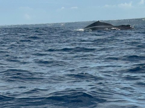 Maui Ocean Rentals-基黑必去景点