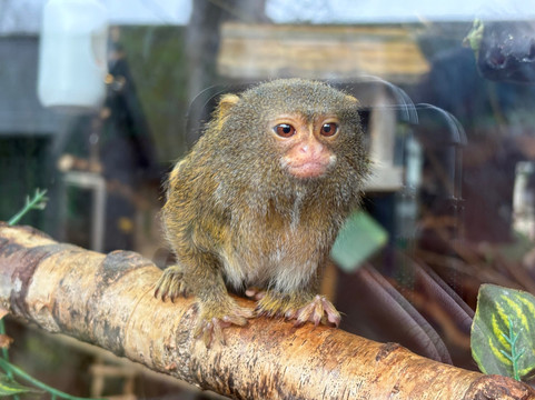 Shepreth Wildlife Park-Shepreth必去景点