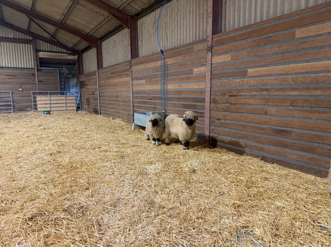 Highland Cow Cottage-Royston必去景点