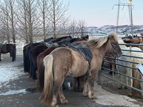 Eldhestar Volcano Horses-Olfus必去景点
