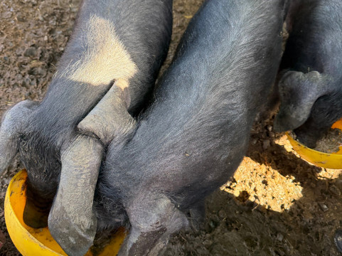 Quex Adventure Farm Park-Birchington必去景点