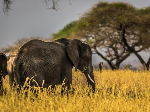 High Class Safaris-纳罗克必去景点