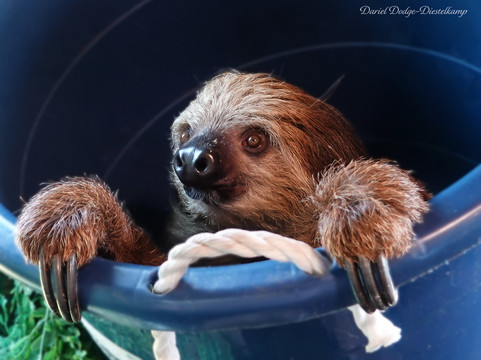 Chase Animal Rescue And Sanctuary-Webster必去景点