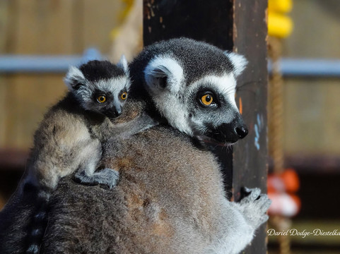 Chase Animal Rescue And Sanctuary-Webster必去景点