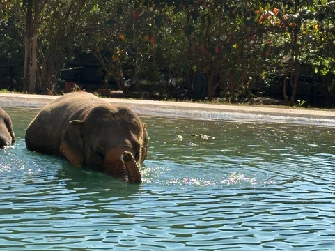 Samui Elephant Sanctuary-波普特必去景点