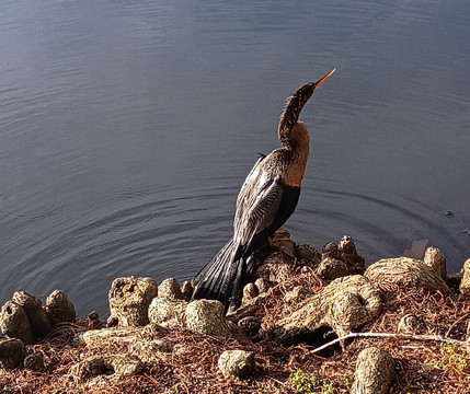 Lake Rianhard-Celebration必去景点