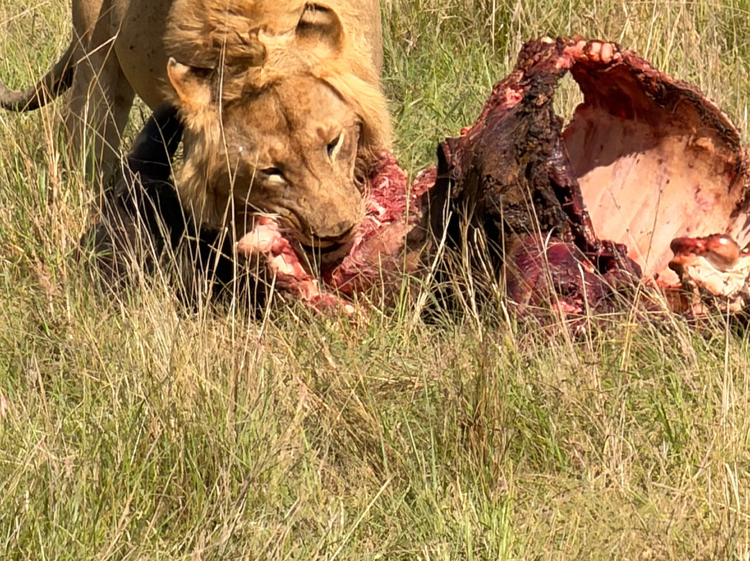 Eyes On Africa Safaris-马赛马拉国家野生动物保护区必去景点