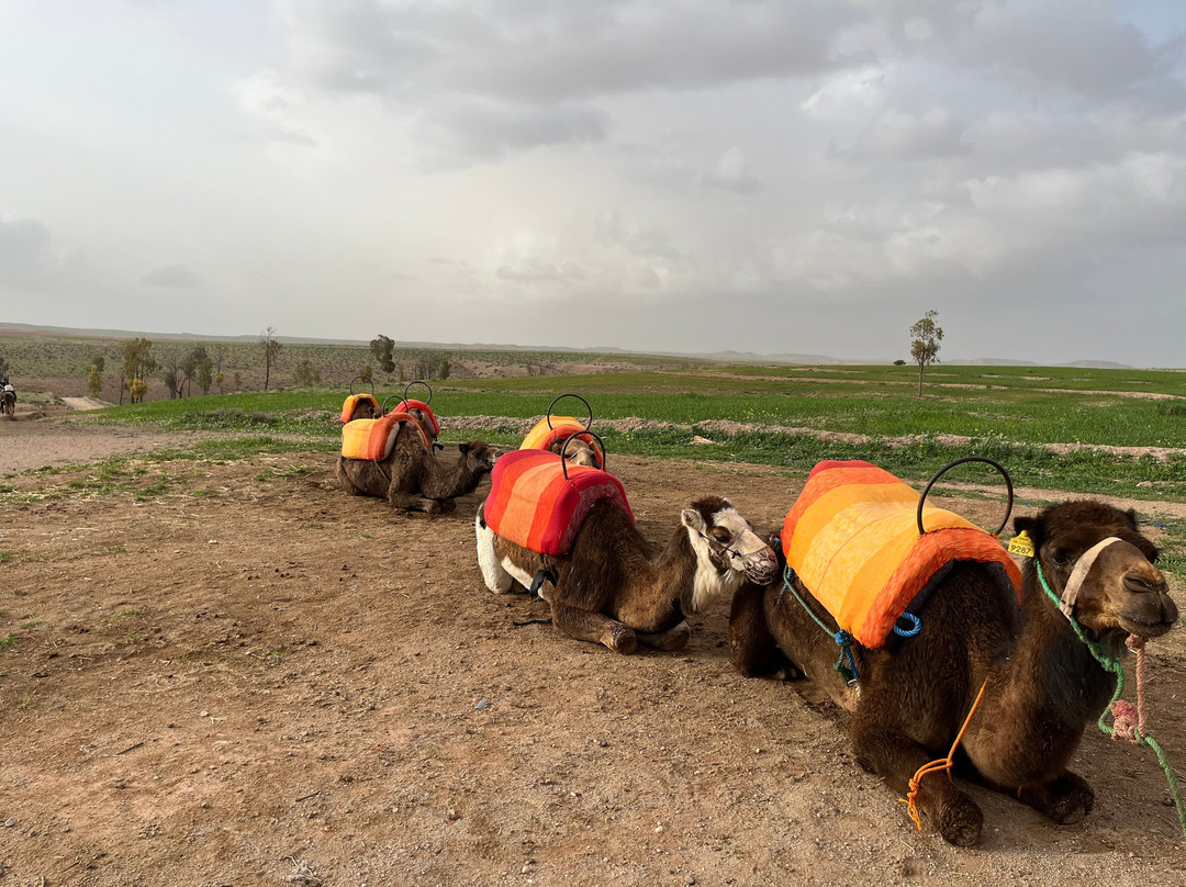 Momo Excursions-马拉喀什必去景点