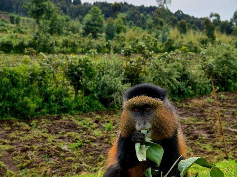 Nkuringo Safaris-布恩迪难以穿越的国家公园必去景点