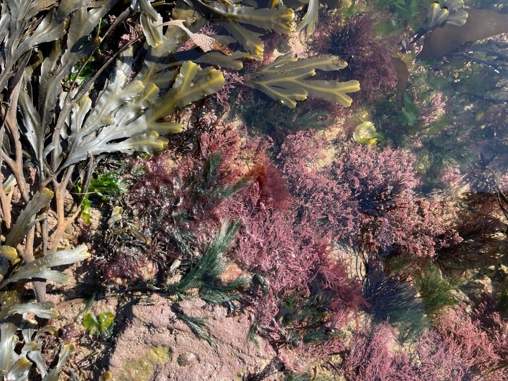 East Neuk Seaweed