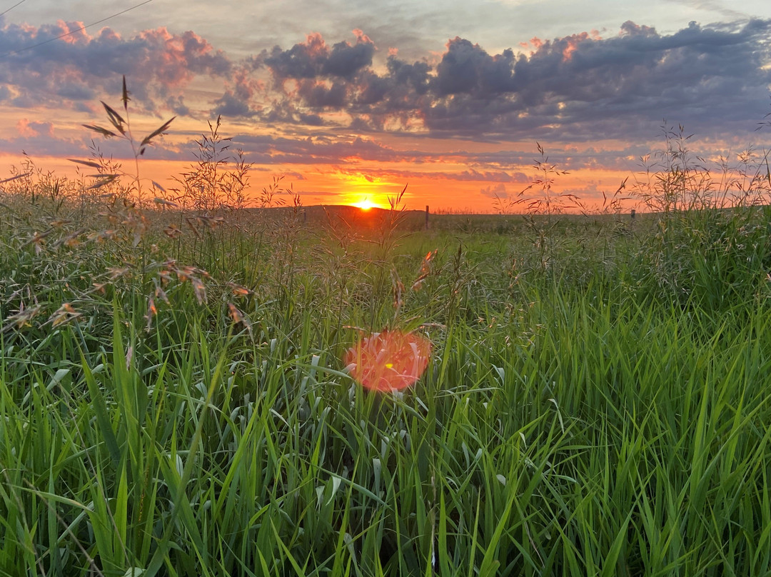 Deep South Pioneer Museum-Ogema必去景点