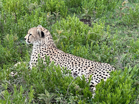 Lion King Adventures-阿鲁沙必去景点
