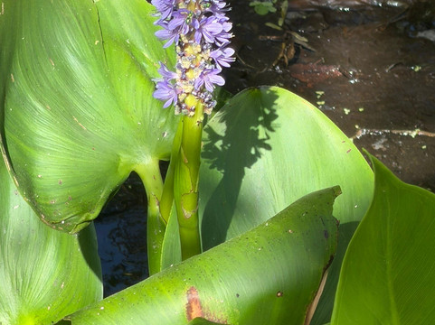 Oakland Nature Preserve-Oakland必去景点