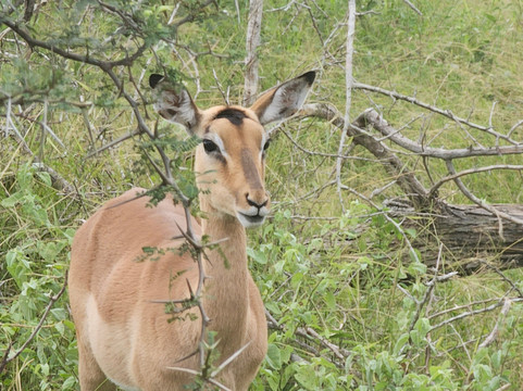 Mthunzi Safari And Transfers-雾观必去景点