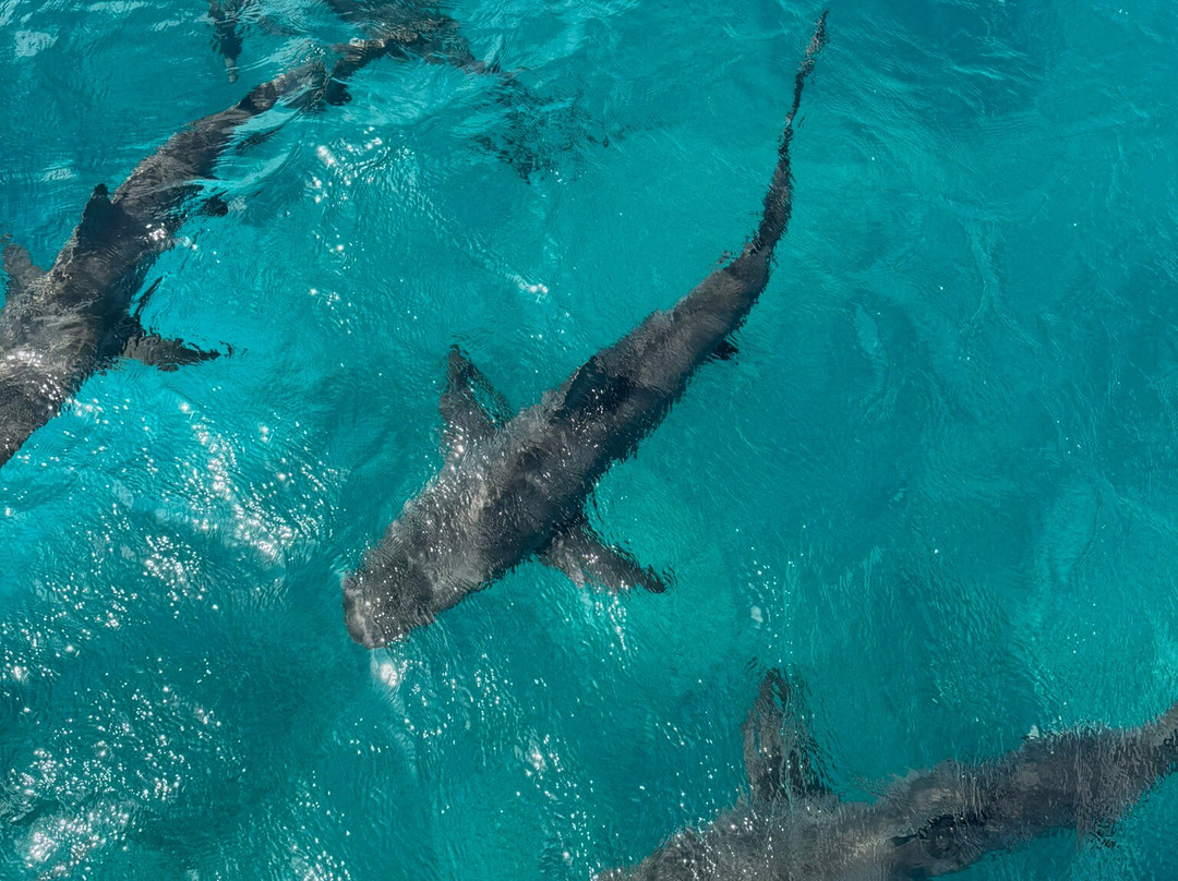 Neal Watson's Bimini Scuba Center-Alice Town必去景点