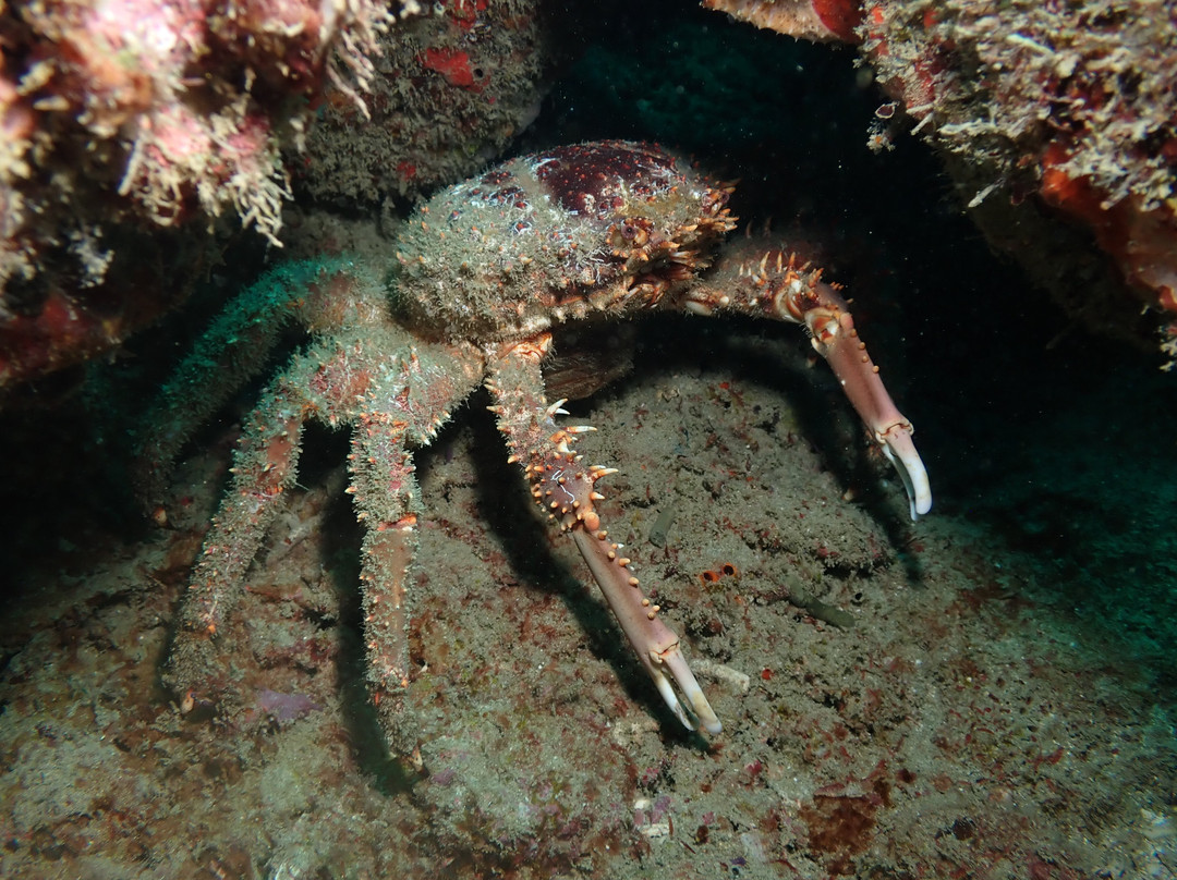 Undersea Tobago Ltd-克朗波因特必去景点