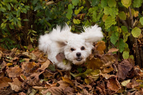 Bernstein Museum-Bad Fussing必去景点
