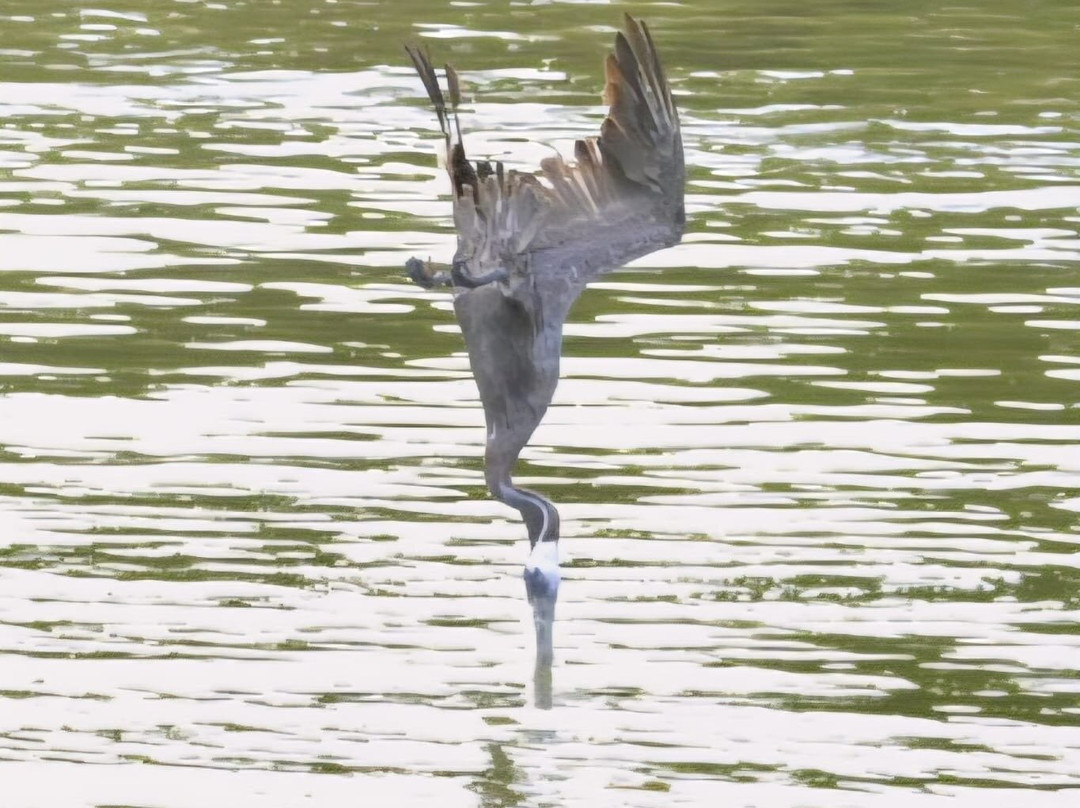 Pelican Safari Tours - Day Tours-安提瓜必去景点