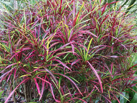 Botanischer Garten-德拉克鲁兹索尔港必去景点