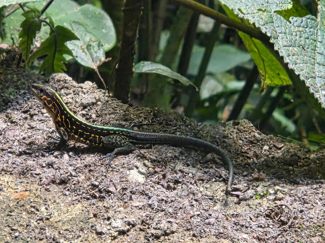Amstar DMC-利比里亚必去景点