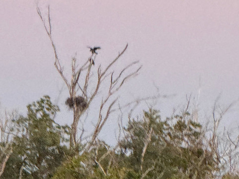 Gasparilla Boat Tours-恩格尔伍德必去景点