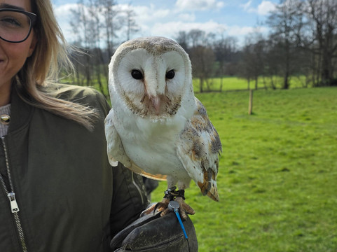 UK Owl And Raptor Centre-Groombridge必去景点