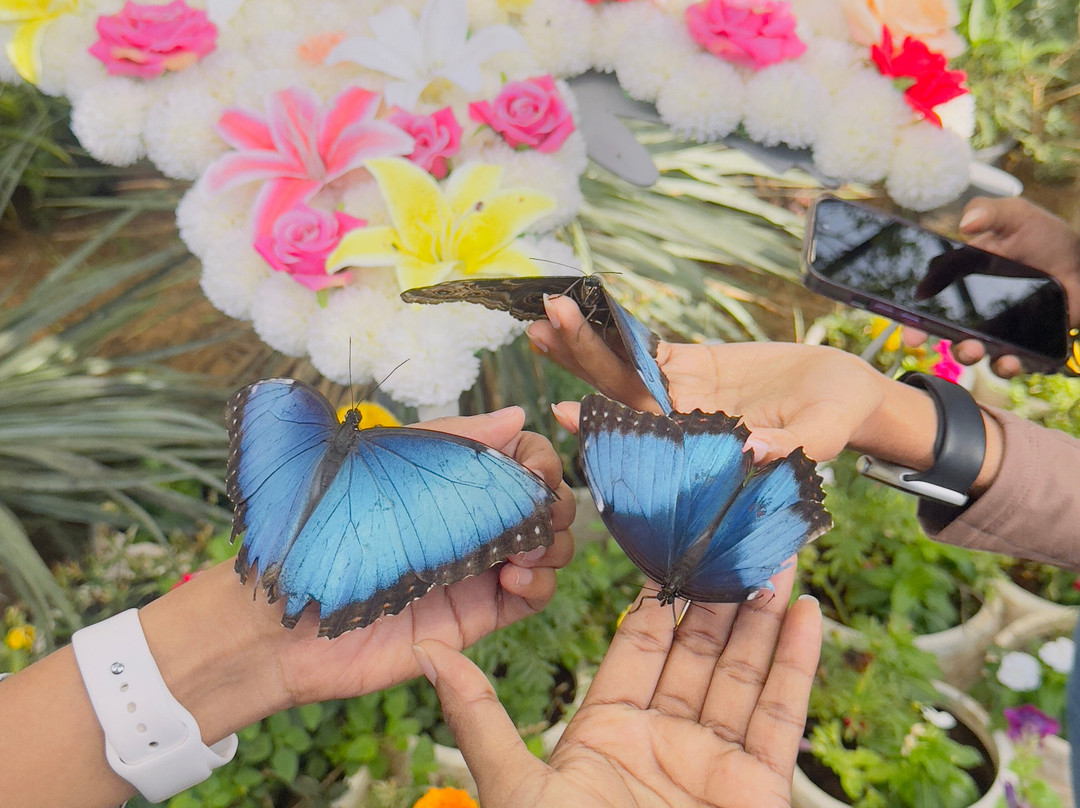 The National Aquarium Abu Dhabi-阿布扎比必去景点