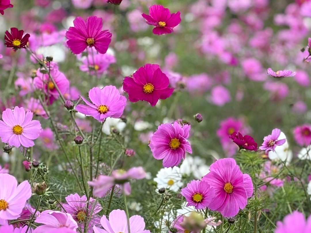 Umami-kyuryo Park-河合町必去景点