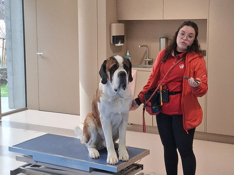 Barryland - Musée et chiens du St-Bernard-马蒂尼必去景点