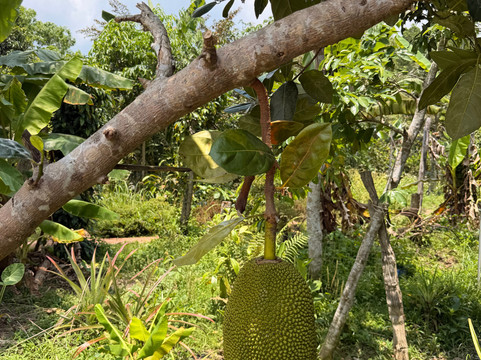 Phu Quoc Countryside-富国岛必去景点