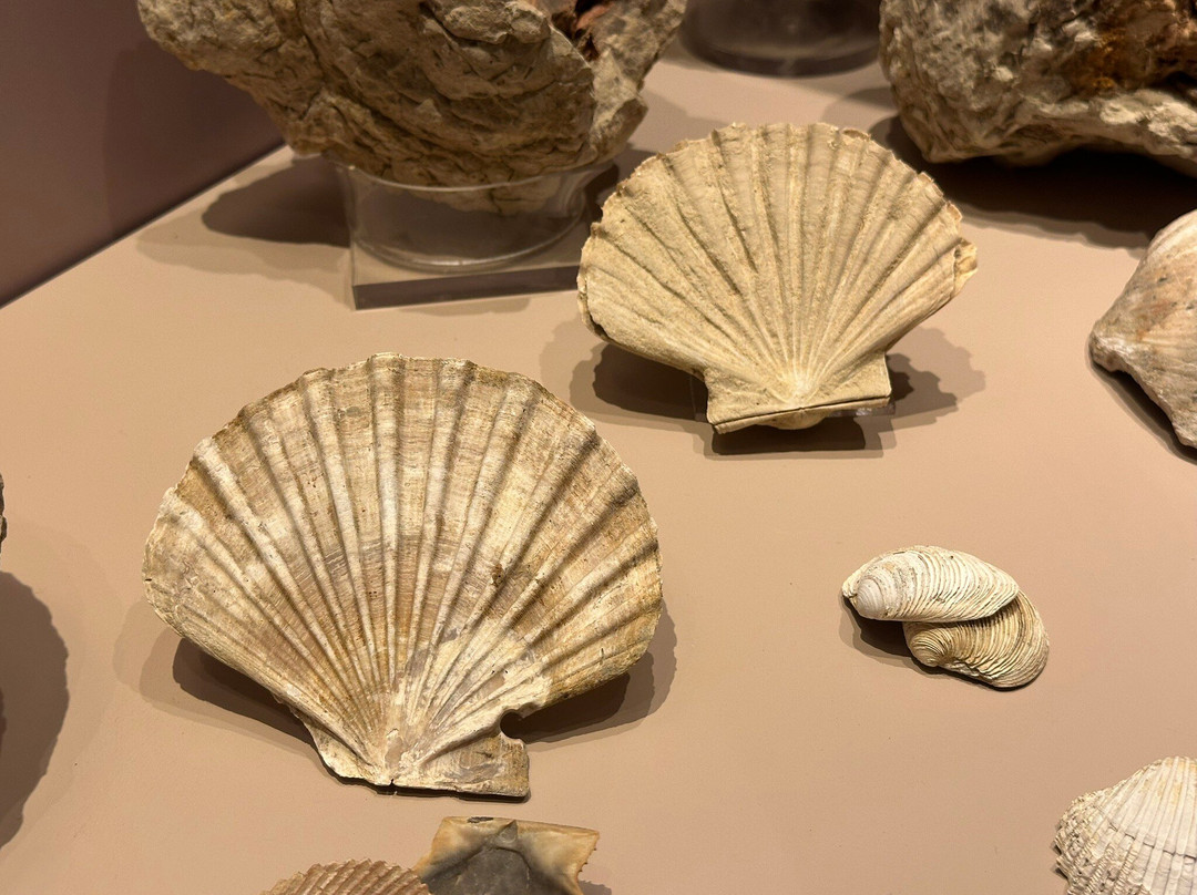 Leventis Municipal Museum of Nicosia-尼科西亚必去景点