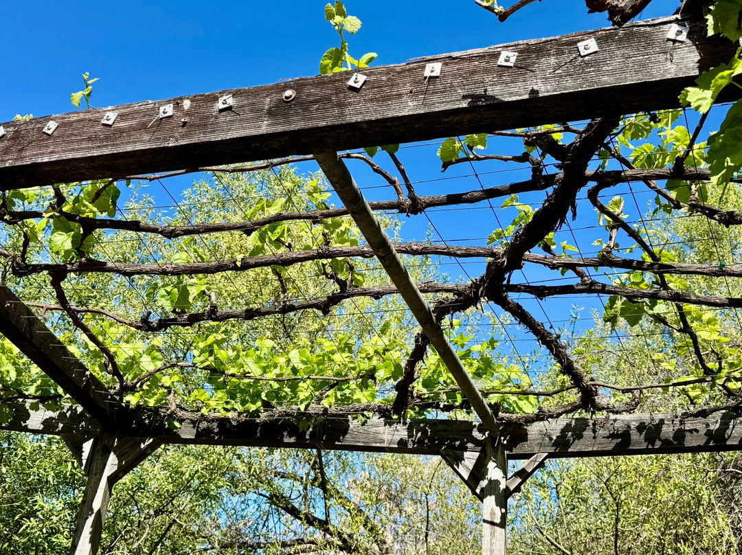Vincent Arroyo Winery-卡利斯托加必去景点