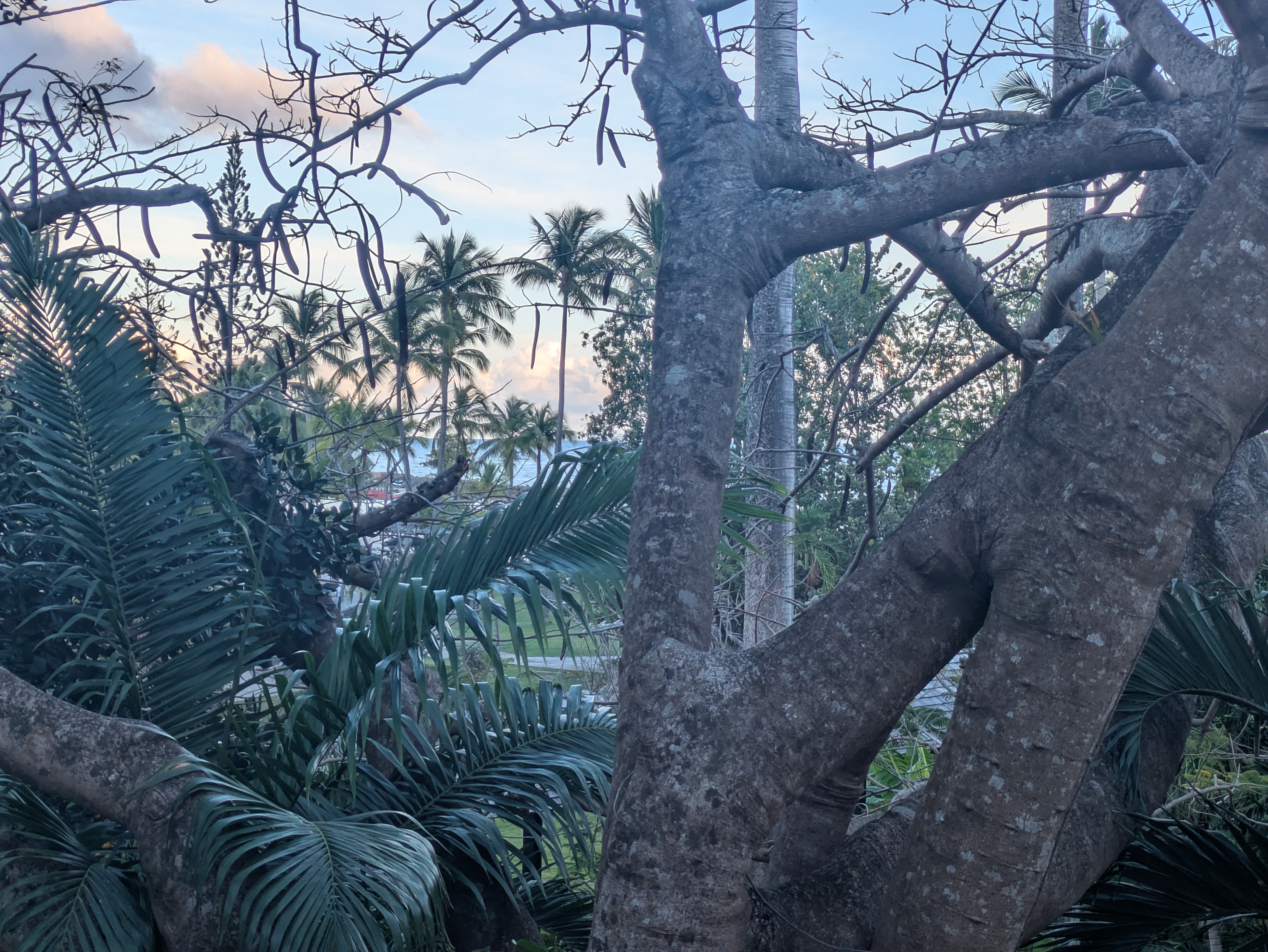 拉克里奥尔海滩酒店及水疗中心-官方