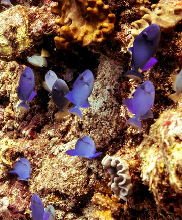 Scuba Journey-乌库拉斯必去景点