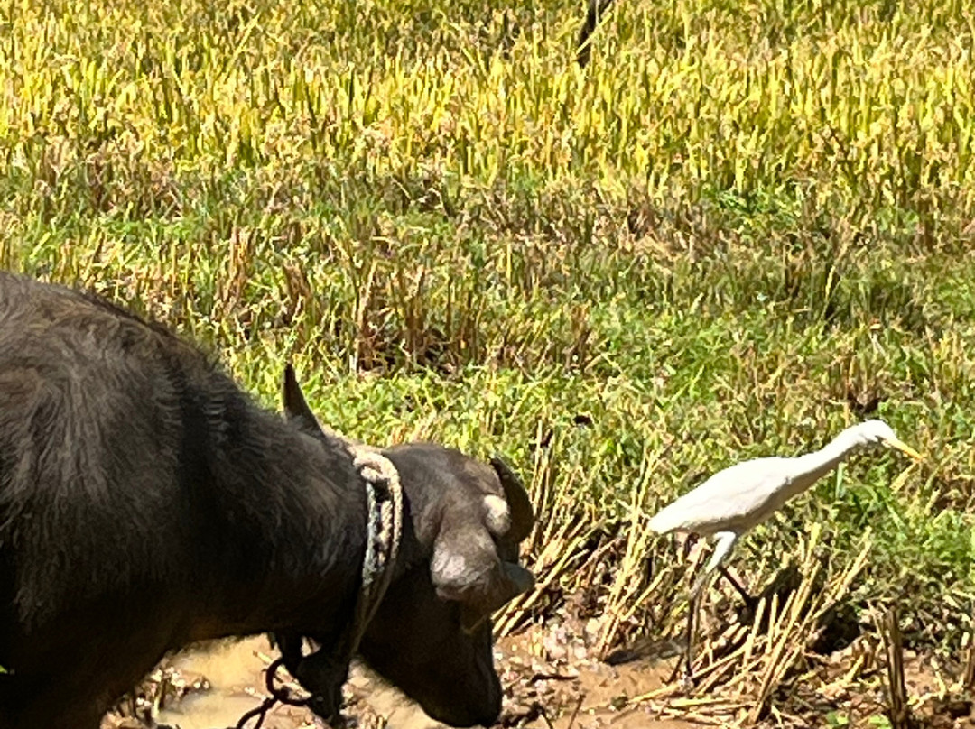 Paradise Island Safari-Gampola必去景点
