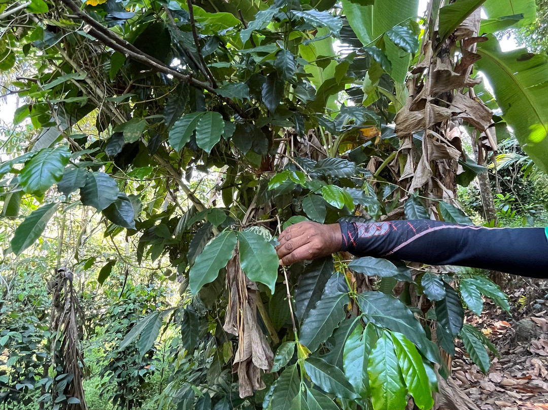 Paradise Island Safari-Gampola必去景点