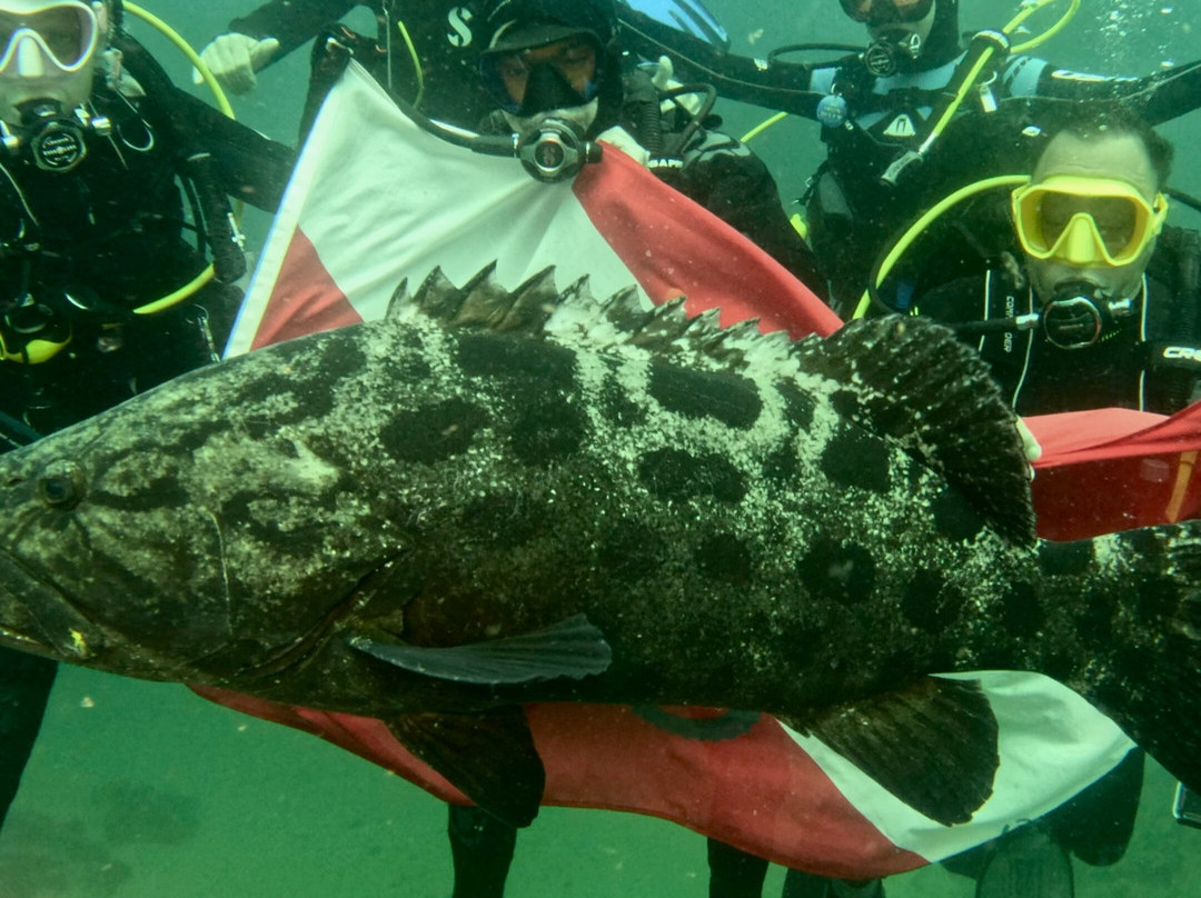 Aliwal Shoal Adventures-Umkomaas必去景点